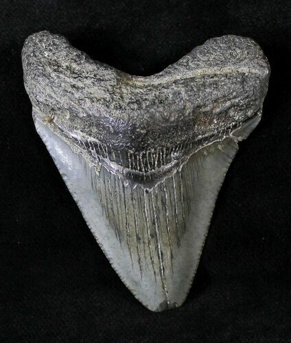 Juvenile Megalodon Tooth #20777